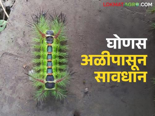 Farmers beware; this insect looks very handsome, but it is an equally dangerous visitor | शेतकऱ्यांनो सावधान; हा कीटक दिसतो खूप देखणा, पण तितकाच आहे धोक्याचा पाहुणा
