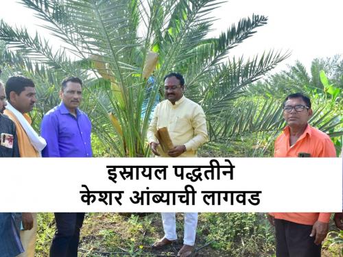 Success story of horticulture farmer bhausaheb ghuge from bharadkheda, Jalna | पारंपरिक शेतीला फाटा देत भराडखेड्याच्या भाऊसाहेबांनी घेतली फलोत्पादनात झेप