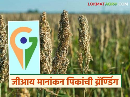 Latest News Now packaging and branding of GI nominated crops will take place, read in detail | Agriculture News : आता जीआय नामांकन प्राप्त पिकांच्या पॅकेजींग व ब्रँडींग होणार, वाचा सविस्तर 