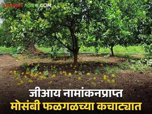 Farmers struggle to preserve GI nominated Mosambi orchards! | जीआय नामांकनप्राप्त मोसंबीच्या फळबागा जपण्यासाठी शेतकऱ्यांची धडपड सुरूच!