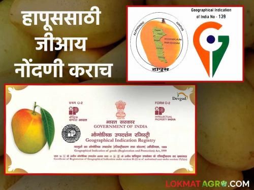 Golden opportunity for mango growers do registration for GI tagging this is benefits | Mango GI Tag : आंबा बागायतदारांसाठी सुवर्णसंधी जीआय मानांकन नोंदणी करा होतील हे फायदे