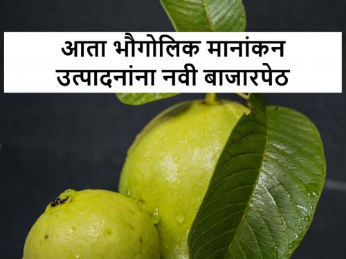 Export of guava from Baramati, to United Arab Emirates under GI produce | महाराष्ट्रातील बारामती मधील पेरूची निर्यात संयुक्त अरब अमिरातीला