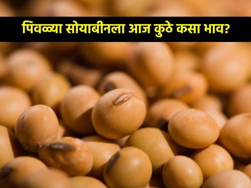 The price of soybeans in the state including yellow soybeans of Latur today | लातूरच्या पिवळ्या सोयाबीनसह राज्यात आज असा मिळाला सोयाबीनला भाव