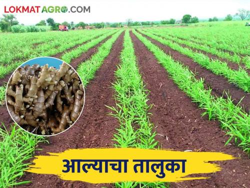 Cultivation has come to a record breaking nine thousand hectares in this district | या जिल्ह्यात रेकॉर्ड ब्रेक नऊ हजार हेक्टरवर आले लागवड