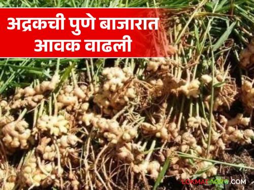 Ginger Market : Ginger is the highest price in the market | Ginger Market : अद्रकला राहता बाजारात सर्वाधिक भाव