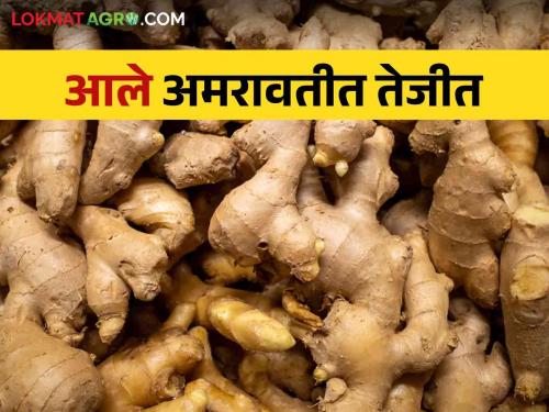 Ginger Market : Price of ginger more than 11 thousand | Ginger Market : अद्रकाला ११ हजाराहून आधिक भाव