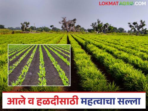 How to plan cultivation to increase turmeric and ginger crop production? Learn in detail | हळद व आले पिकाच्या उत्पादन वाढीसाठी कसे कराल लागवडीचे नियोजन? जाणून घ्या सविस्तर