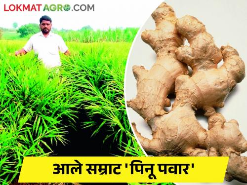 Becoming a millionaire from ginger crop... Read the story of this farmer | आले पिकातून कोट्याधीश होता येतंय.... वाचा या शेतकऱ्याची कहाणी