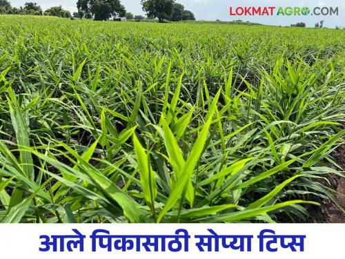 Ginger Cultivation : For more yield of ginger crop, cultivation by improved method | Ginger Cultivation : आले पिकाच्या अधिक उत्पादनासाठी करा ह्या पद्धतीचा अवलंब