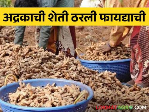 Latest News income of 24 lakh rupees from three acres of ginger farm by gadchiroli farmer | Success Story : अद्रकाची शेती ठरली फायदेशीर, तीन एकरांमध्ये 24 लाख रुपयांचे उत्पन्न