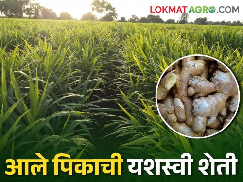 Latest news Ginger farming on hundred acres, production of 30 tons per acre, success story of Ahmednagar farmer | Success Story : शंभर एकरावर आले शेती, एकरी 30 टन उत्पादन, अहमदनगरच्या शेतकऱ्याची यशोगाथा 