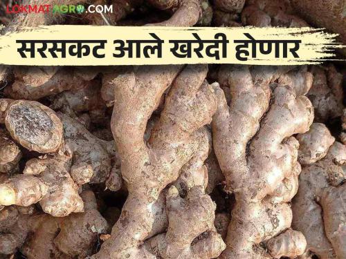 Do not want different auctions according to grade.. Decision done to buy all grade ginger | प्रतवारीनुसार वेगवेगळे सौदे नकोत, सरसकट आले खरेदी करण्याचा निर्णय लागू