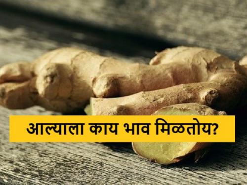 Latest News Todays Ginger bajarbhav in market yard check ale market price | Ginger Market : राहता बाजार समितीत आले चमकले, आज कुठे-काय भाव मिळाला? वाचा सविस्तर