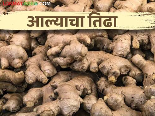 farmers loot from traders by starting old and new ginger method again in ginger purchase | आले खरेदीत पुन्हा जुने आणि नवे आले पद्धत सुरू करून शेतकऱ्यांची व्यापाऱ्यांकडून लूट