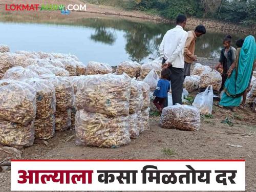 Aale Bajar Bhav : Large production of ginger this year How is the price getting? | Aale Bajar Bhav : यंदा आल्याचे मोठ्या प्रमाणात उत्पादन; कसा मिळतोय दर