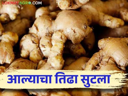 Ginger Market: Decision to buy bulk ginger without grading | Ginger Market प्रतवारी न करता सरसकट आले खरेदी करण्याचा ठराव