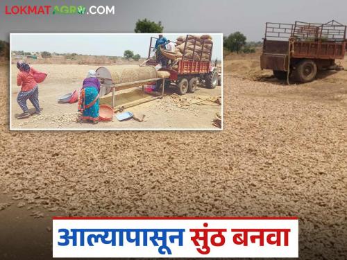 Ginger processing: latest news The trend towards making ginger tea has increased; know the reason | Ginger processing : अद्रकपासून सुंठ बनविण्याकडे कल वाढला; जाणून घ्या काय आहे कारण
