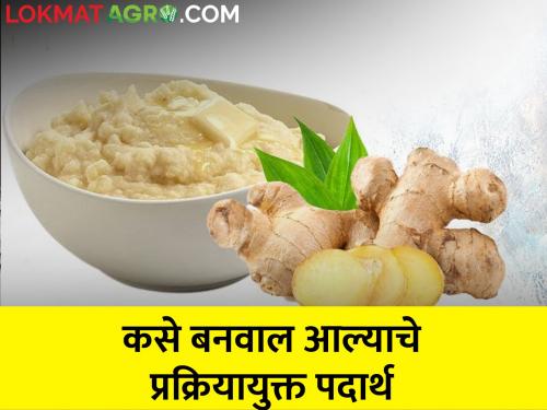 Start a ginger processing industry; What are the opportunities? | सुरु करा आले प्रक्रिया उद्योग; काय आहेत संधी?