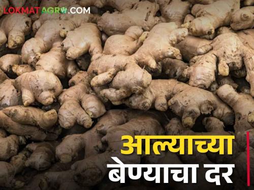 Ginger Market Should you plant ginger? How is the price of Rhizome? | Ginger Market आले लागवड करावी का? कसा चाललाय बियाण्याचा भाव?