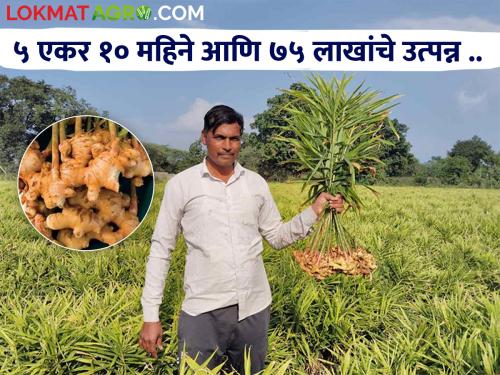 With the help of his academic knowledge, Santoshrao of Phulumbri reaped a record income from the ginger crop | आपल्या शैक्षणिक ज्ञानाच्या जोरावर फुलंब्रीच्या संतोषरावांनी आद्रक पिकातून घेतले विक्रमी उत्पन्न