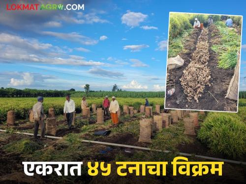Ginger crop blooms in sugarcane belt; Padegaon farmer Ramesh earns profit of Rs 11 lakh per acre | उसाच्या पट्ट्यात आले पिक बहरले; पाडेगावचे शेतकरी रमेश यांनी एकरात ११ लाख कमवले