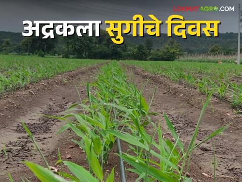 The ginger crop flourished in less rain | The ginger crop flourished in less rain : कमी पावसात अद्रक पीक बहरले