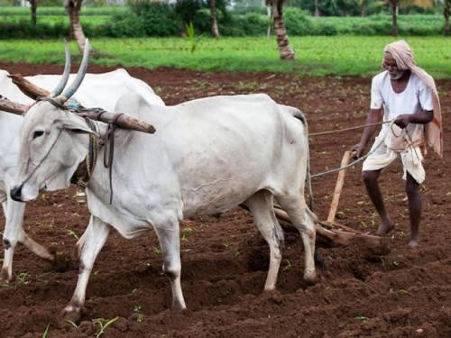 Struggle for rabi season sowing, farmers suffering due to load regulation | रब्बी हंगामातील पेरणीसाठी धडपड, भारनियमनामुळे शेतकरी त्रस्त