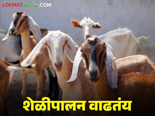Latest News goat farming Goat farming is growing rapidly in these 8 states in india | Goat Farming : 'या' ८ राज्यांमध्ये शेळीपालन वेगाने वाढतंय, शेळ्यांची मागणी का वाढते आहे? 