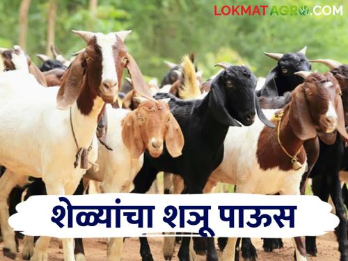 Goat Care In Rain Take care of goats in rainy season; Financial loss will be avoided | Goat Care In Rain पावसाळ्यात अशी घ्या शेळ्यांची काळजी; टळेल आर्थिक हानी