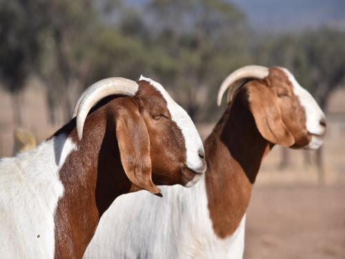 Conducting training on Modern Goat Farming | आधुनिक शेळीपालन या विषयावर प्रशिक्षणाचे आयोजन