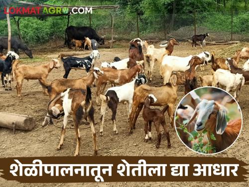 goat farming are supportive for the unseasonal crisis based farming | Goat Farming अवकाळी संकटाच्या शेतीला देईल आधार; शेळी पालन हक्काचा रोजगार