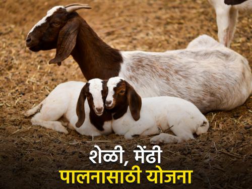 Subsidy up to 50 lakhs for goat and sheep farming business? How to apply | शेळी व मेंढीपालन व्यवसायासाठी ५० लाखापर्यंत अनुदान? कसा कराल अर्ज