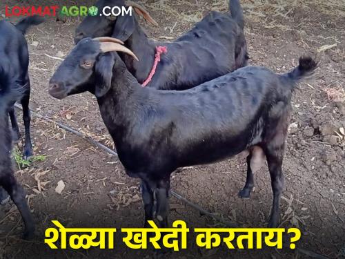 If you want to increase the income in goat and sheep farming, plan the purchase accordingly | शेळी व मेंढी पालनात वाढवायचे असेल उत्पन्न तर असे करा खरेदीचे नियोजन