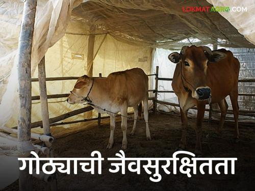 Latest News For animal health, cowshed biosecurity for better milk production, read in detail   | Cowshed Cleaning : जनावरांच्या आरोग्यासाठी, उत्तम दूध उत्पादनासाठी गोठ्याची जैवसुरक्षितता, वाचा सविस्तर  