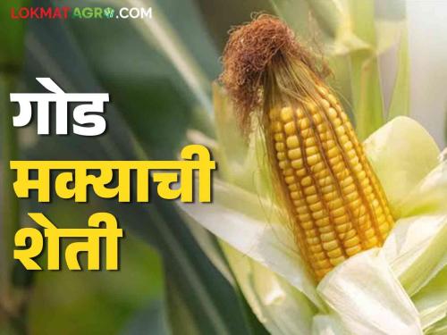 Latest news Farmer Success Story Three farmers got maximum income of lakhs per acre from sweet corn, read in detail | Farmer Success Story : तीन शेतकऱ्यांची कमाल, गोड मक्यातून एकरी लाखांचे उत्पन्न मिळवले, वाचा सविस्तर