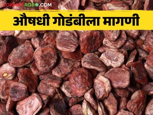 Godambi: Tribal brothers are getting employment in winter days; Demand for these drugs in the market | Godambi : हिवाळ्याच्या दिवसात आदिवासी बांधवांना मिळतोय रोजगार ; या औषधींना बाजारात मागणी