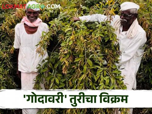 Godavari Tur : This farmer from Karmala taluka achieved a record production of Godavari Tur by canceling sugarcane cultivation; Read in detail | Godavari Tur : करमाळा तालुक्यातील या शेतकऱ्याने ऊस लागवड रद्द करून घेतले गोदावरी तुरीचे विक्रमी उत्पादन; वाचा सविस्तर