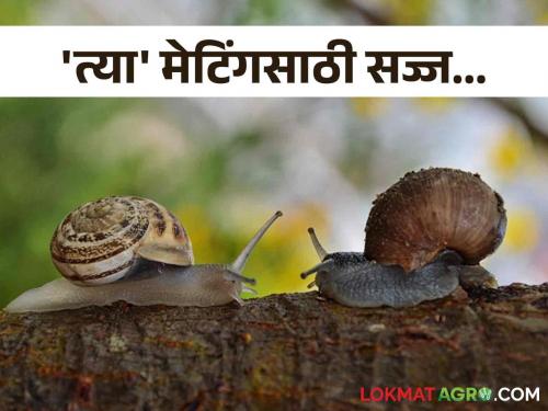 Do not miss the opportunity, the snail is ready for mating; Preventive measures are the only option! | संधी सोडू नका, मेटिंगसाठी सज्ज आहे गोगलगाय; प्रतिबंधात्मक उपाय हाच पर्याय!