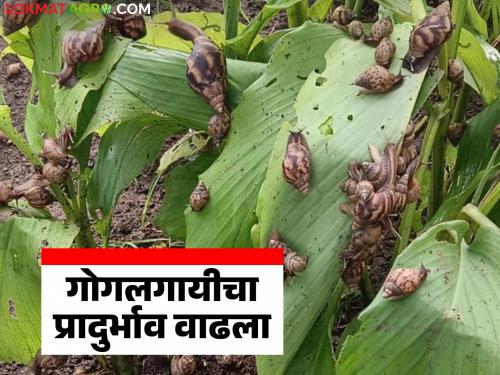 Gogalgay Niyantran : After the rain, dormant snails come out; Take these measures in time | Gogalgay Niyantran : पावसानंतर सुप्तावस्थेतील गोगलगायी पडतात बाहेर; वेळीच करा 'ह्या' उपाययोजना
