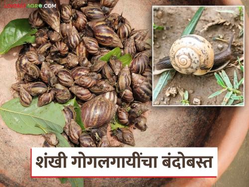 Gogalgai Niyantran : Prevent snails in time; Take collective integrated measures like this | Gogalgai Niyantran : शंखी गोगलगायींना वेळीच रोखा; अशाप्रकारे करा सामुहिकरीत्या एकात्मिक उपाययोजना