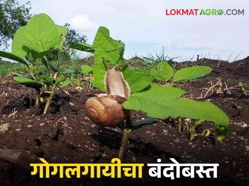 Identify snails and in timely and take control measures | शेतात शंखी गोगलगायी दिसतायत मग हे करा सोपे उपाय