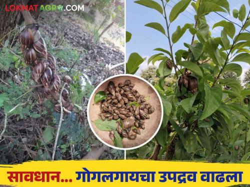 Snails in hibernation are coming out after the return of rain How to take measures Read in detail | परतीचा पाऊस पडल्यानंतर सुप्तावस्थेतील गोगलगायी बाहेर पडता आहेत कसे कराल उपाययोजना वाचा सविस्तर