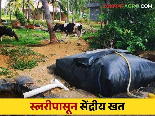 First dudh sangh in Maharashtra to make organic fertilizer from biogas slurry | बायोगॅस स्लरीपासून सेंद्रीय खत बनविणारा महाराष्ट्रातील पहिला दुध संघ