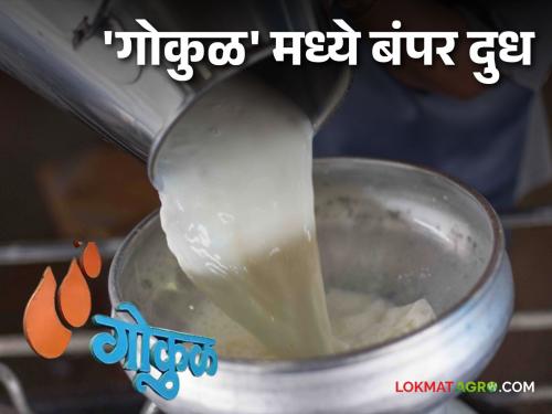 Gokul Milk; Two lakh liters of cow milk more in 'Gokul' | Gokul Milk 'गोकुळ' मध्ये दोन लाख लिटर गाय दूध अधिक, विक्रीसाठी कसरत