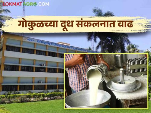 Gokul Milk: Gokul milk is giving the best price how much giving per liter average price | Gokul Milk : गोकुळ दूध देतंय सगळ्यात सरस दर प्रतिलिटर सरासरी मिळतोय इतका दर