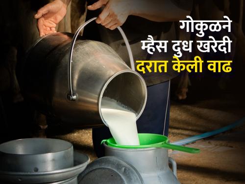 Increase in purchase price of buffalo milk by one and a half rupees | म्हैस दूध खरेदी दरात दीड रुपयानी वाढ