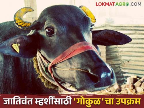 Gokul's new initiative will now bring Jafarabadi, Murha, Mehsana buffaloes from other state to the farmers doorsteps | गोकुळचा नवा उपक्रम आता परराज्यातील जाफराबादी, मुऱ्हा, मेहसाणा म्हशी मिळणार शेतकऱ्यांच्या दारात