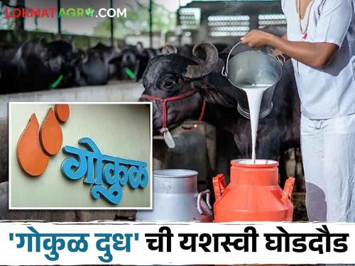 Gokul Milk; This new scheme is bringing Gokul to increase buffalo milk | Gokul Milk; म्हैस दूध वाढीसाठी गोकुळ घेऊन येतंय ही नवीन योजना