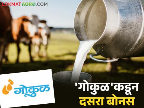 Good news for milk producers; 'Gokul' will provide the highest milk price difference ever | दूध उत्पादक शेतकऱ्यांना खुशखबर; 'गोकुळ'कडून मिळणार आतापर्यंतचा उच्चांकी दूध फरक