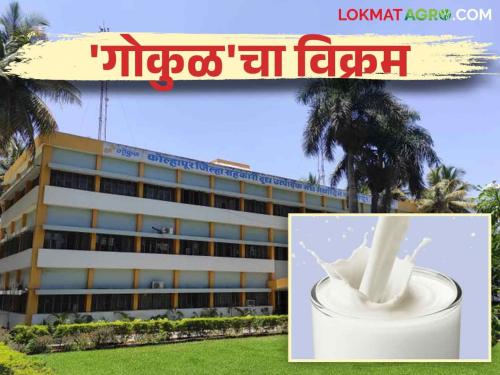 Gokul Milk: On the occasion of Kojagari, Gokul Dairy made high sales of milk | Gokul Milk : कोजागरी निमित्त गोकुळने डेअरीने केली उच्चांकी दूध विक्री